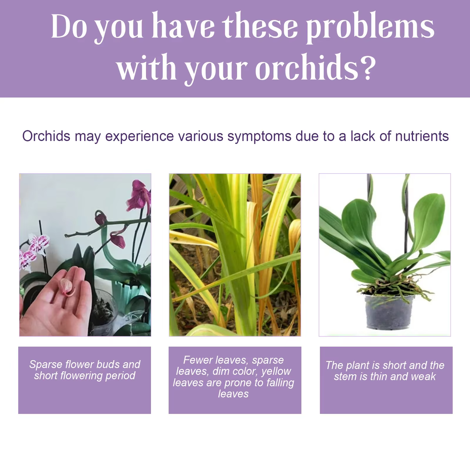 Engrais liquide spécial pour fleurs d'orchidées