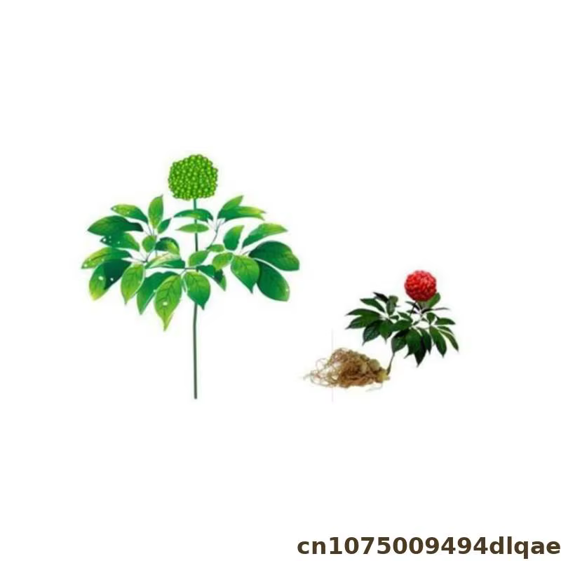 100% qualité séchée Panax Notoginseng fleur chine San Qi bourgeons de fleurs pour beauté santé savon parfum Weding bougie matériel