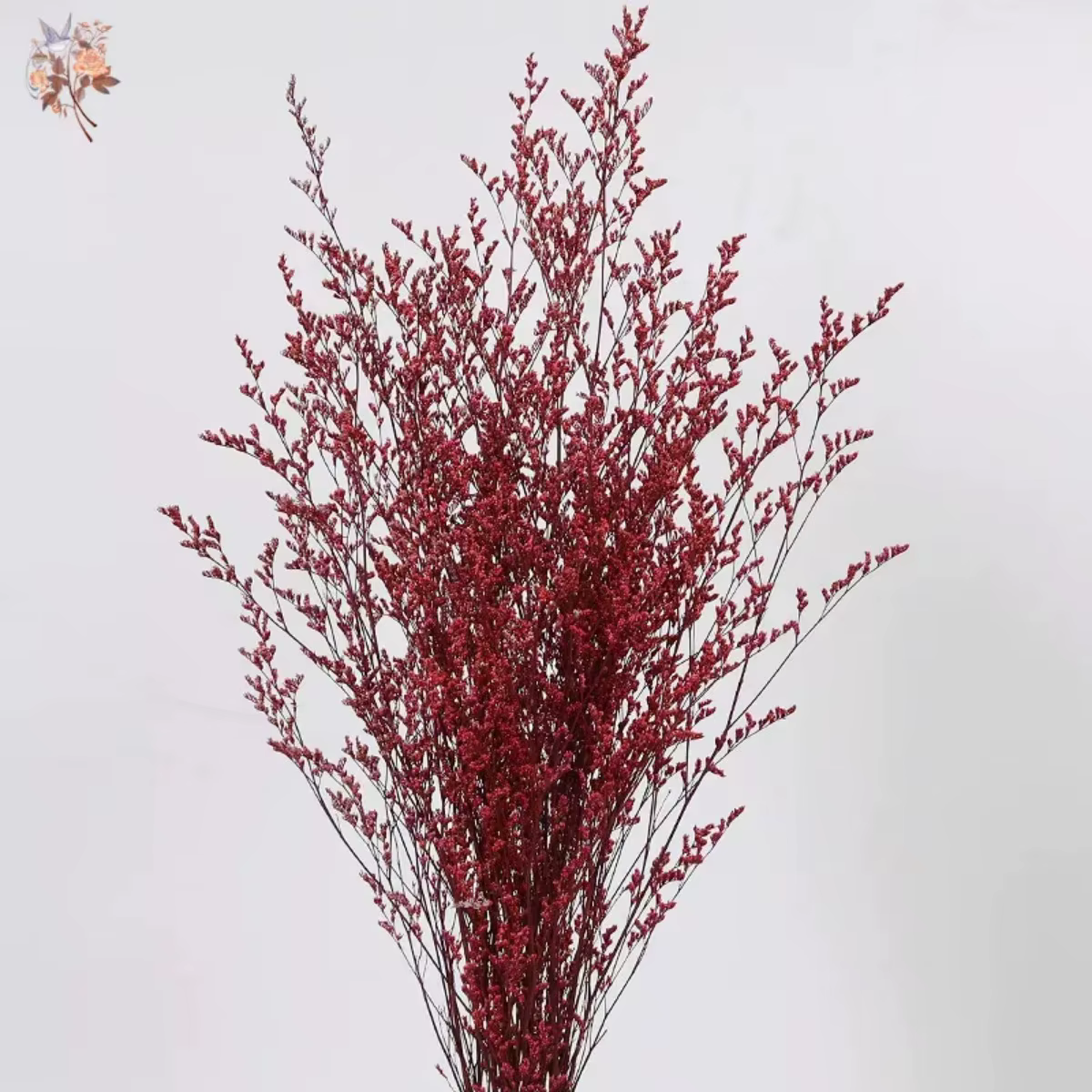 Limonium naturel séché pour les amoureux