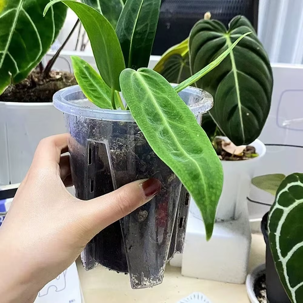 Pot de fleur Transparent en plastique