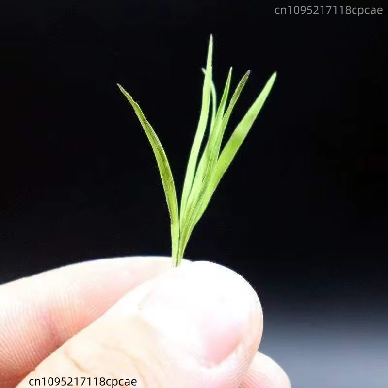Légumes verts naturels de bambou de qualité supérieure pour centre de table de mariage