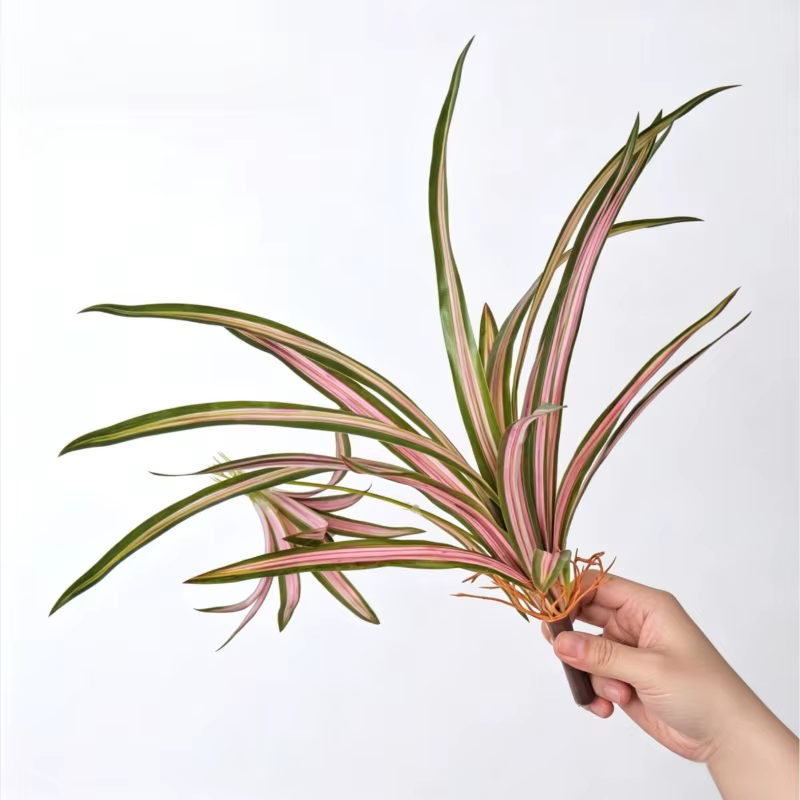Lot de 5 plantes artificielles Chlorophytum Comosum en plastique pour mariage