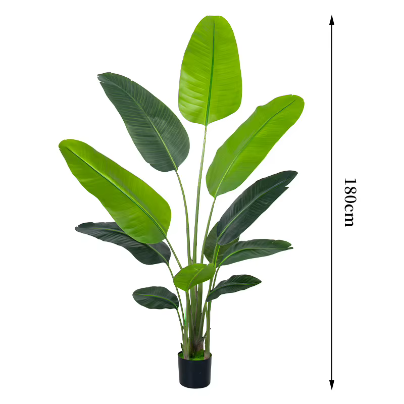 Grande plante banane tropicale de 70