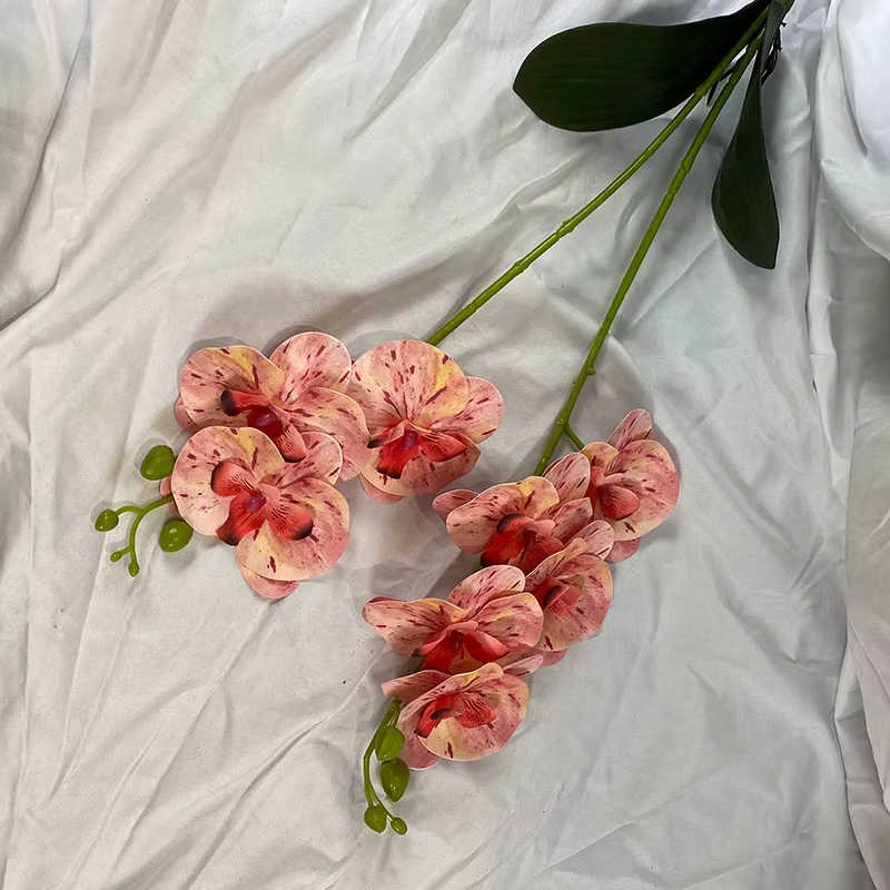 Orchidée papillon avec feuille