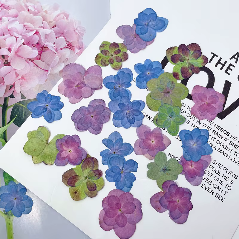 2-4cm/12 pièces, Fleurs d'hortensia pressées à double pétales