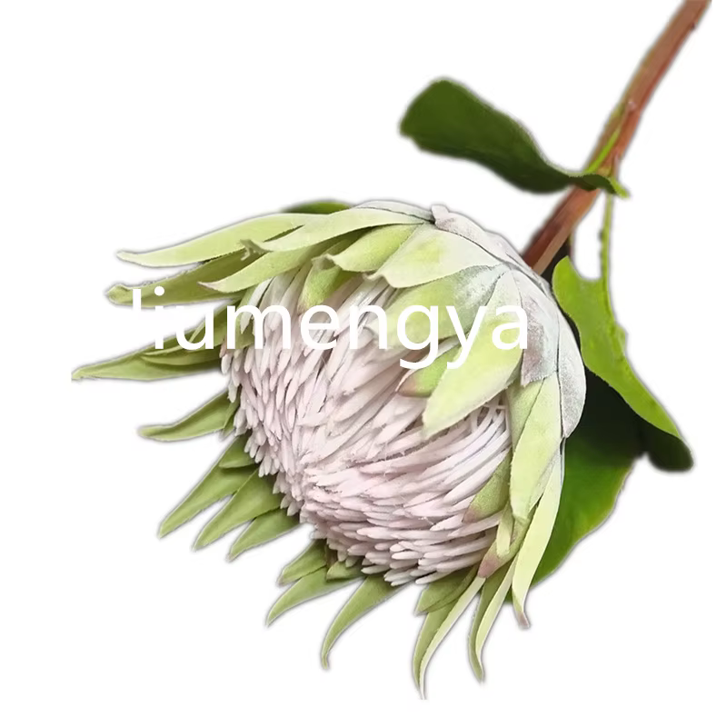 InjProtea-Branche de Fleur Artificielle de Cyovale oides