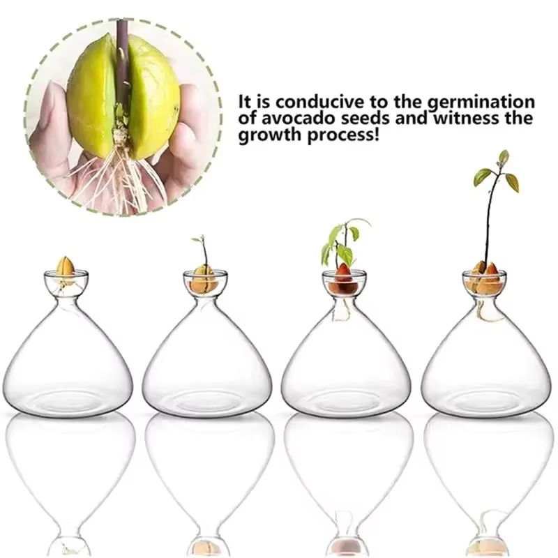 Kit de culture de graines d'avocat transparent – Vase en verre pour démarreurs de plantes