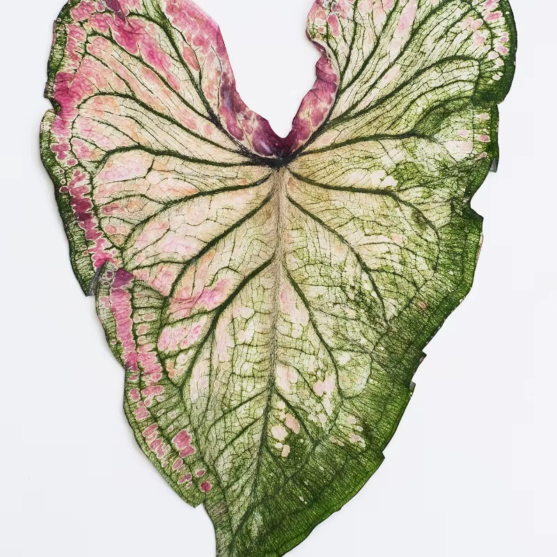 1 pièce, Feuillage de Caladium pressé véritable