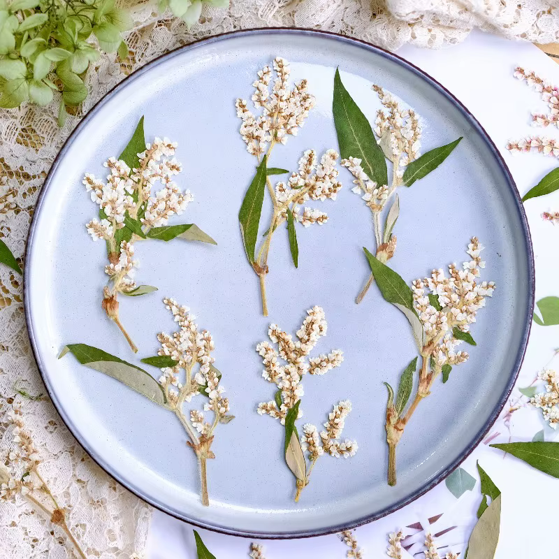 12 pièces, fleurs pressées séchées de sarrasin naturelles