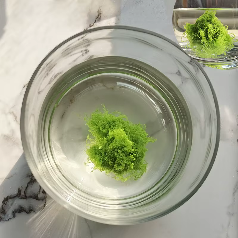 Mousse artificielle 100 grammes