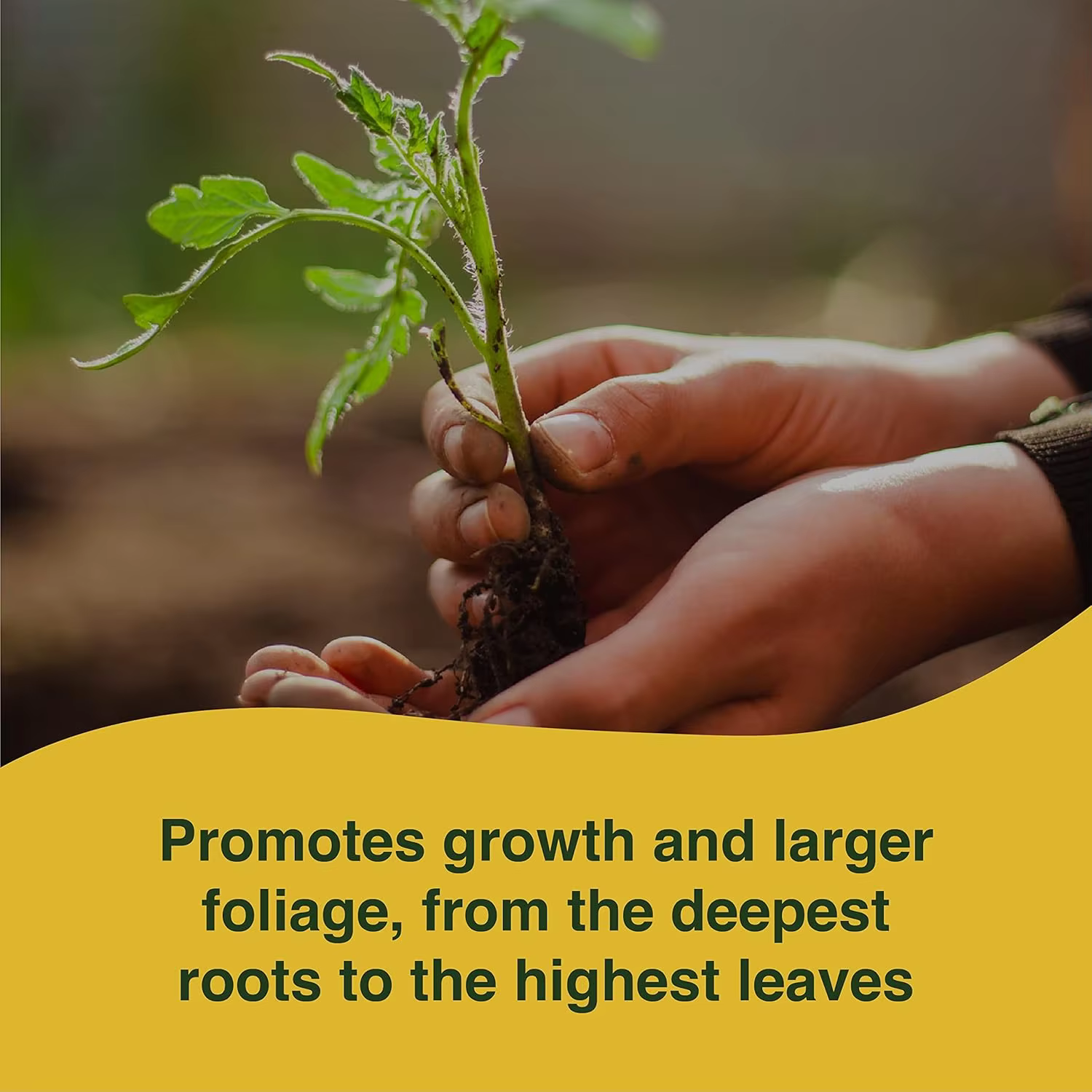 Sérum végétal KALOYANOV N ° Stimulateur de racines ultra concentré 1-100 ml pour Monstera Aroids rares - Rendement 50L - Traitement nutritif et anti-moisissure