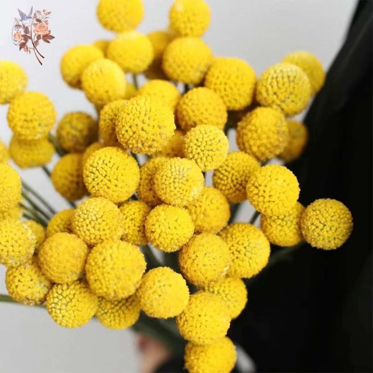 Boules dorées jaunes séchées naturelles