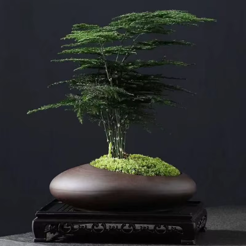 Pot de plantes en argile violette rétro