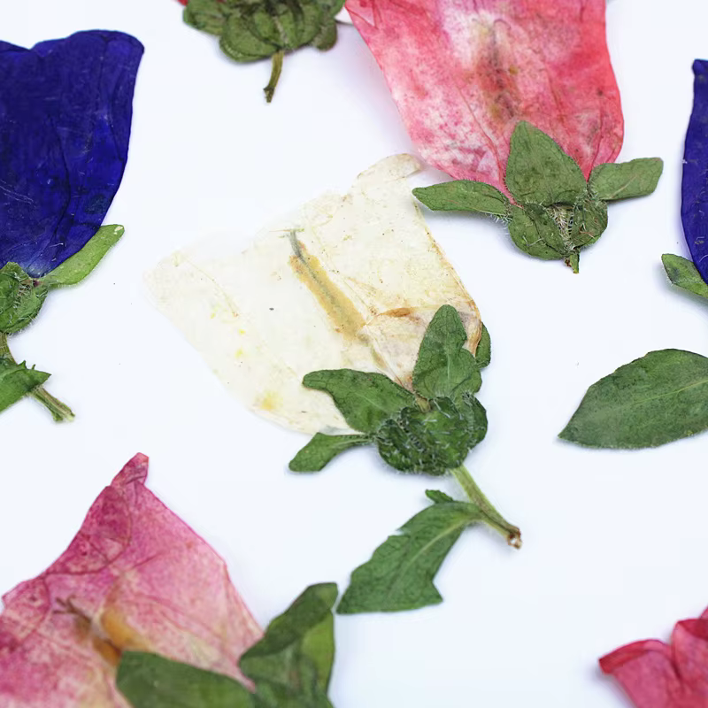 12 pièces, Kit d'artisanat de fleurs pressées séchées Campanula