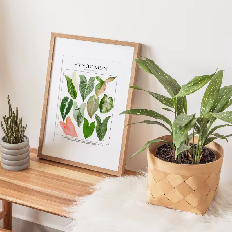Affiche d'identification de plantes de maison