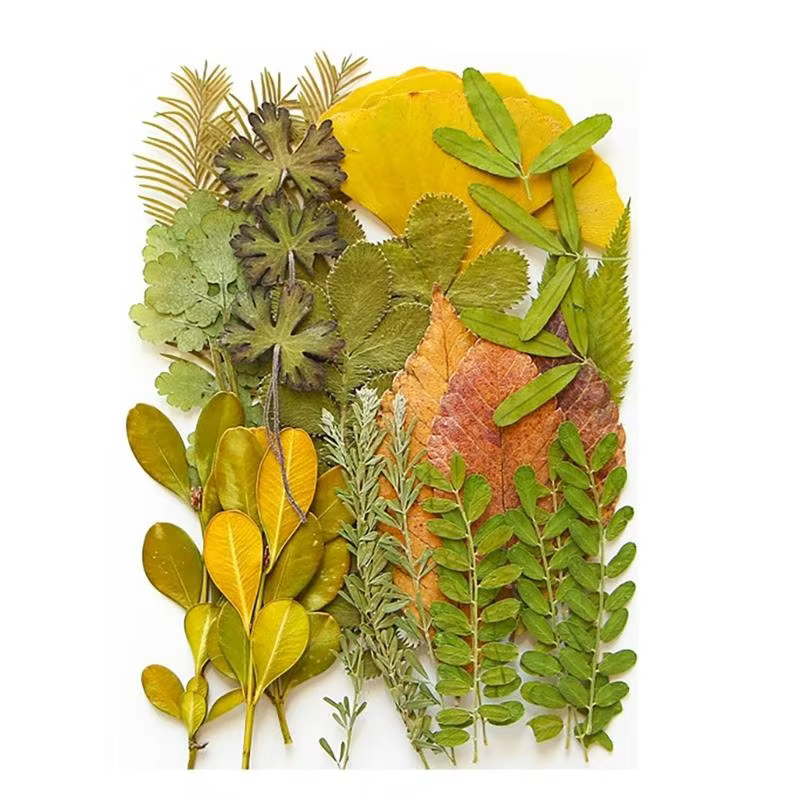 40ja Plante feuilles séchées pressées