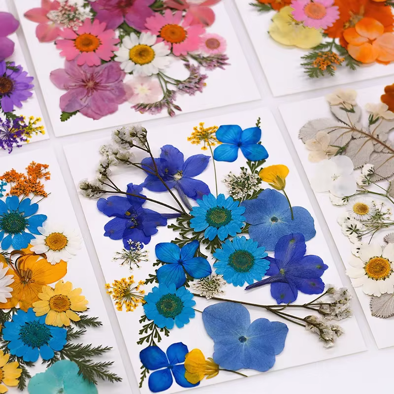 Fleurs séchées pour bricolage