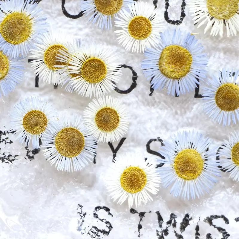 1,5-2,5 CM/12 PIÈCES, Pétales de fleurs séchées d'Erigeron annuel pressées, pour marque-pages peints à la main, cadres photo, bijoux, bougies d'aromathérapie
