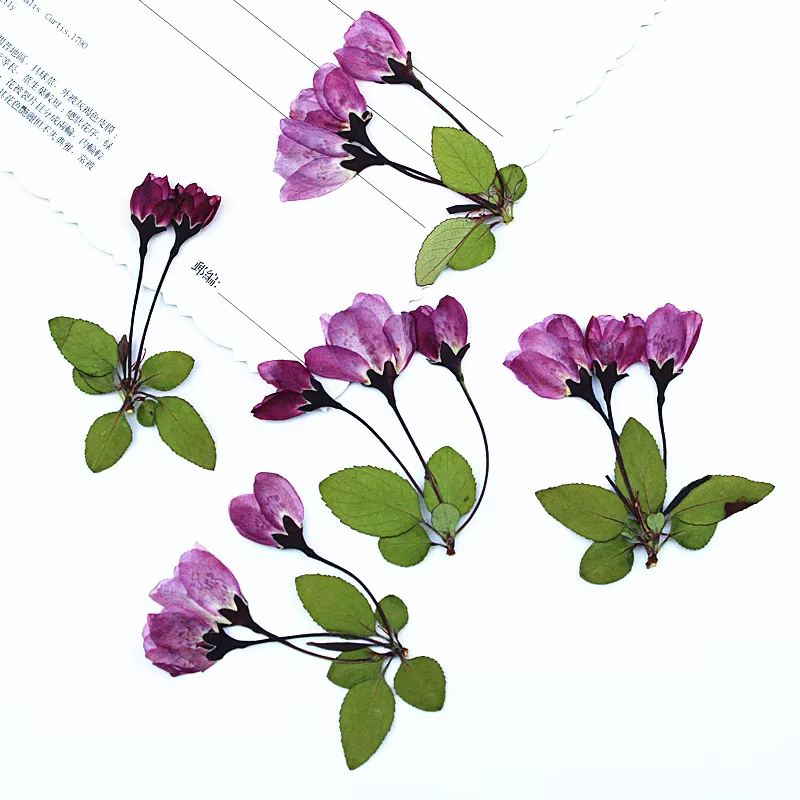 12 Pièces de Fleurs Séchées de Bégonia avec Feuilles pour Remplissage de Moules en Résine Époxy DIY