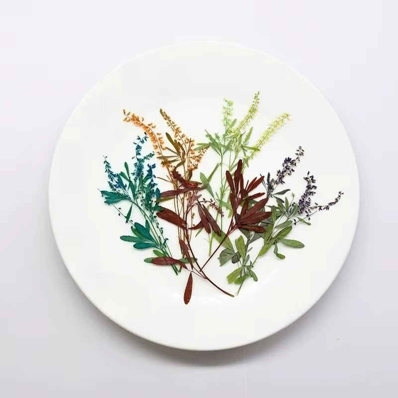 24 pièces, Fleurs de Mélilot Naturelles Pressées