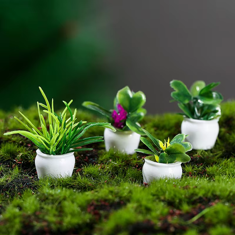 Plantes vertes miniatures en pot