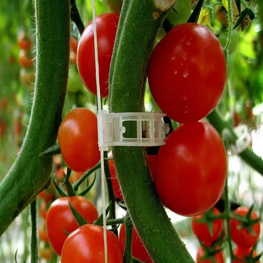Clips de Support de plantes en plastique