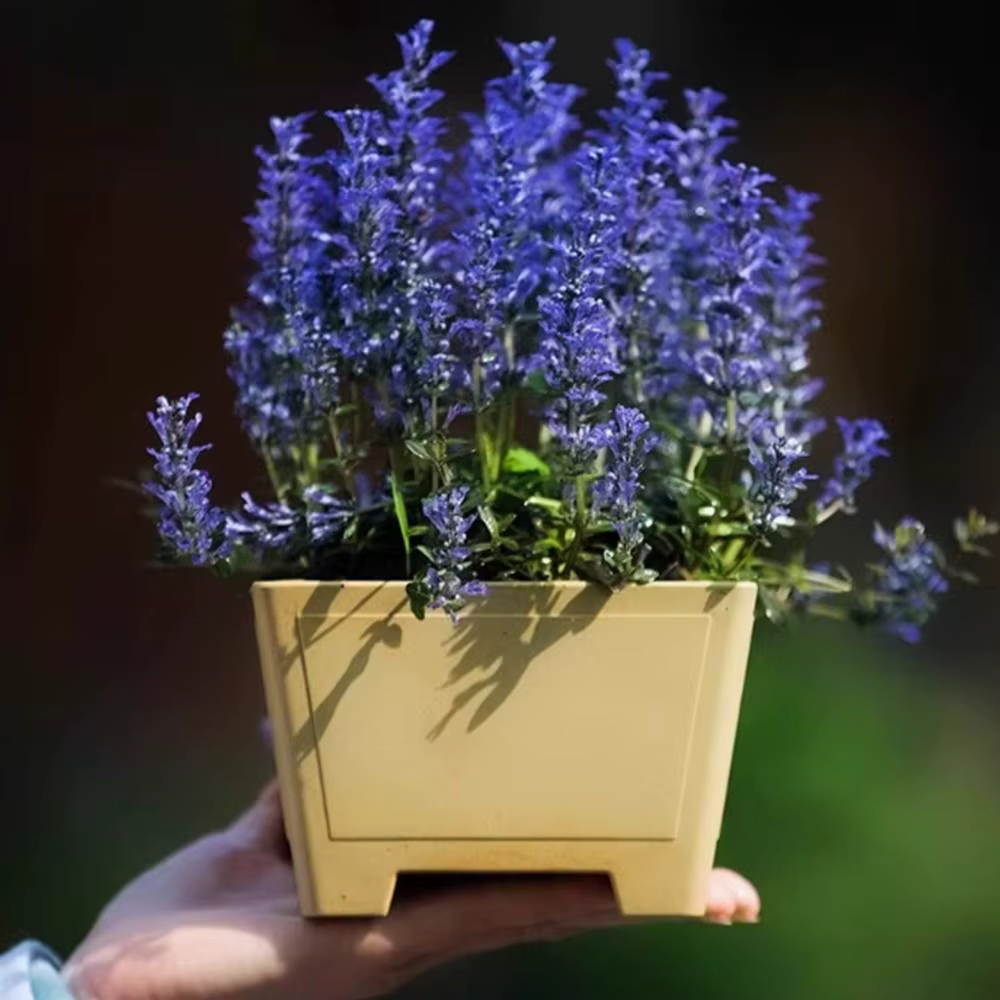 Pot de fleur en argile violette