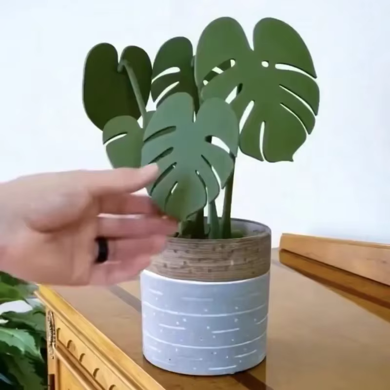 Monstera dessous de verre plante tortue bambou