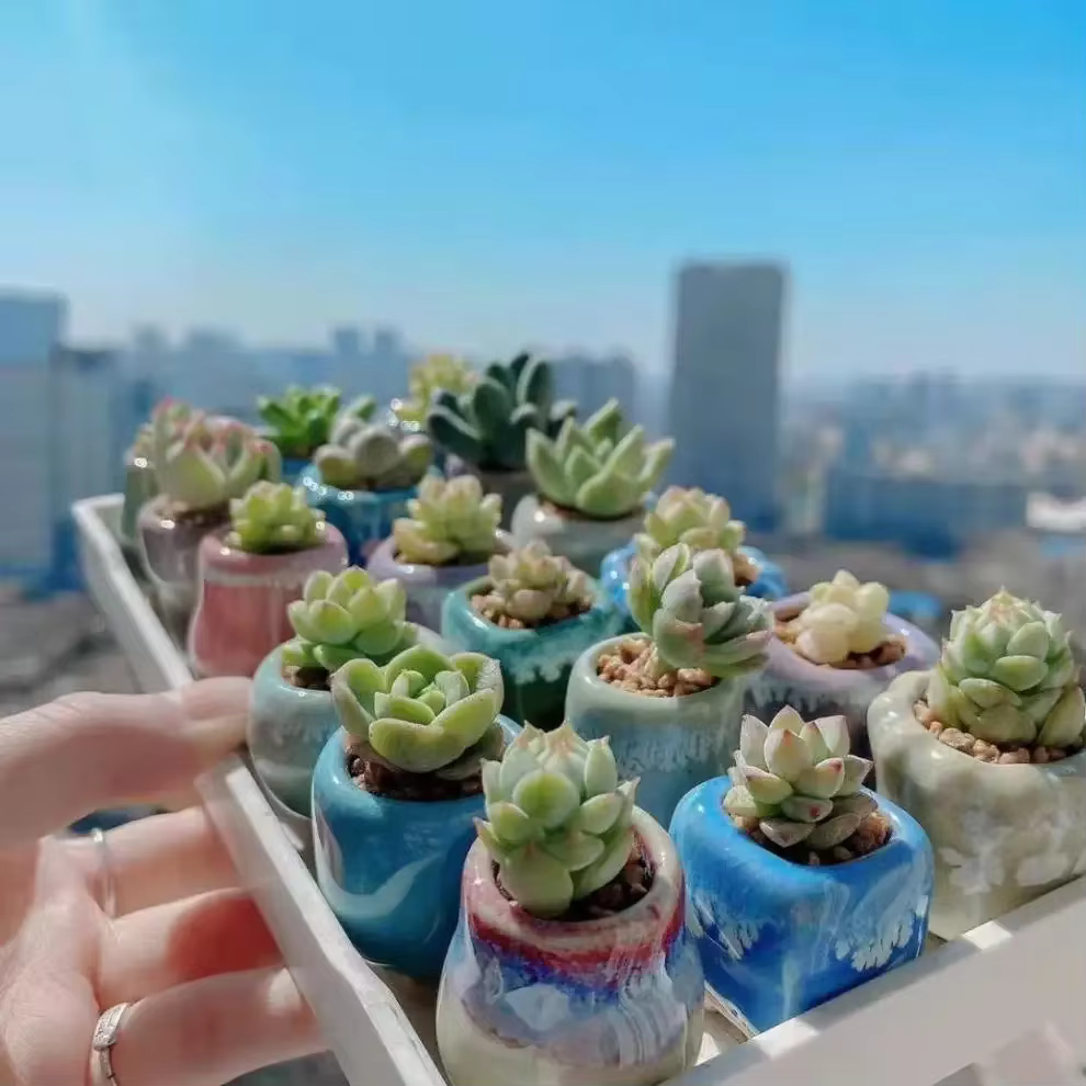 Mini Pot de Fleurs en Céramique à Pouce