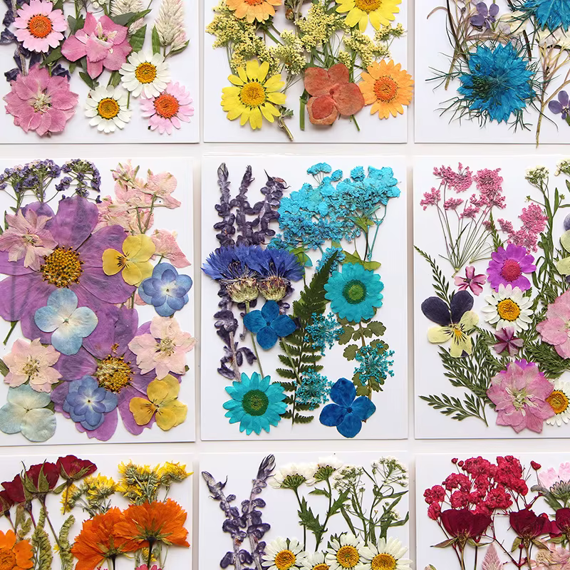 Ensemble de fleurs séchées 16-19 pièces