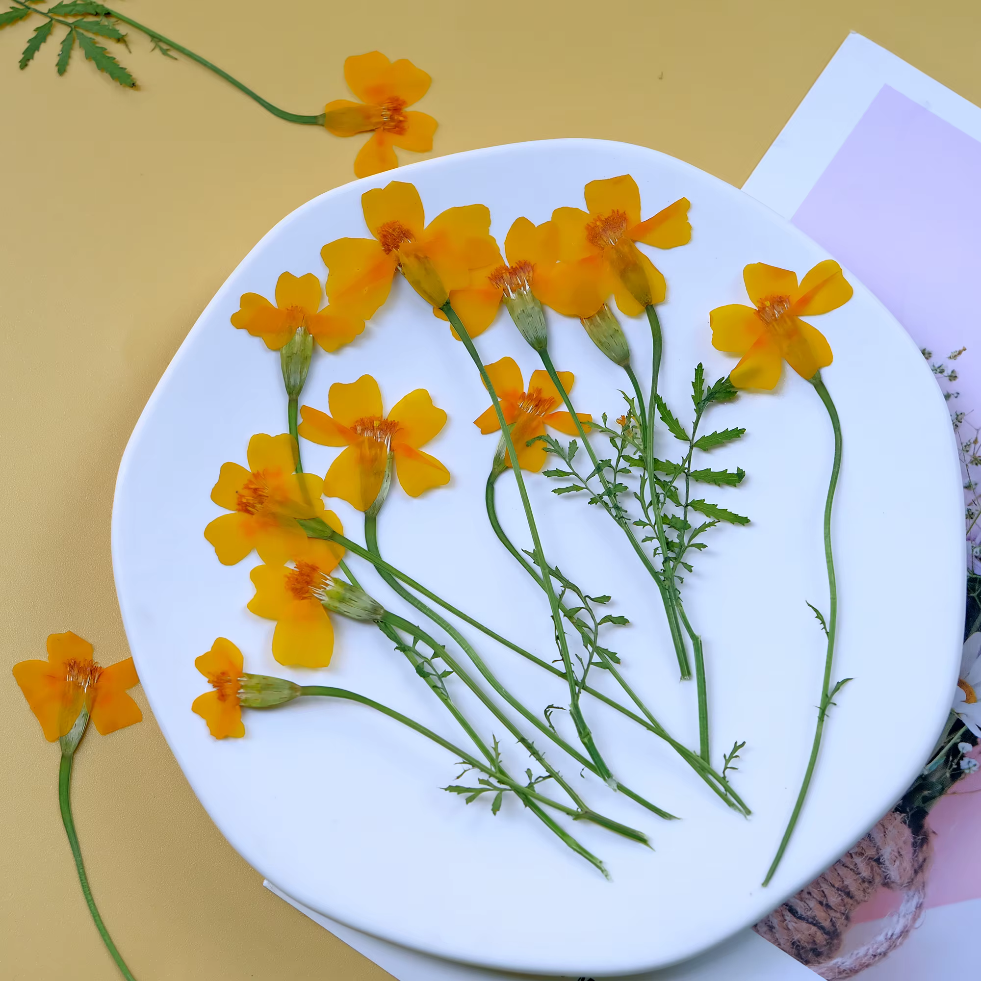 12 pièces, fleurs de souci séchées pressées jaunes et de Zinnia avec tiges-fournitures artisanales de bricolage pour