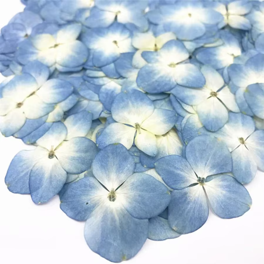 60X pressé séché absorbant hortensia Macrophylla plantes à fleurs herbier pour bijoux coque de téléphone signet carte postale Scrapbook bricolage