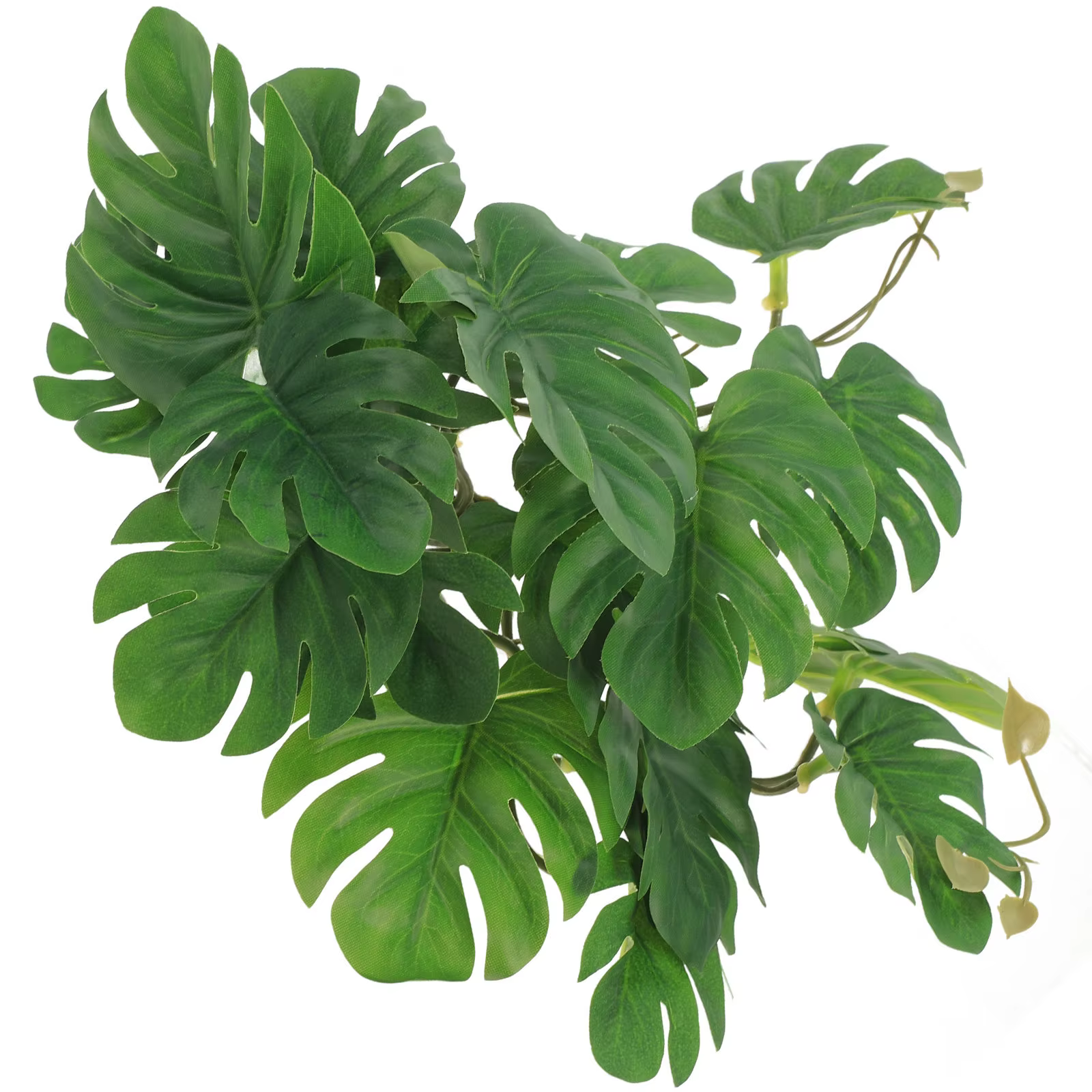 Plantes de Reptile pour Terrarium
