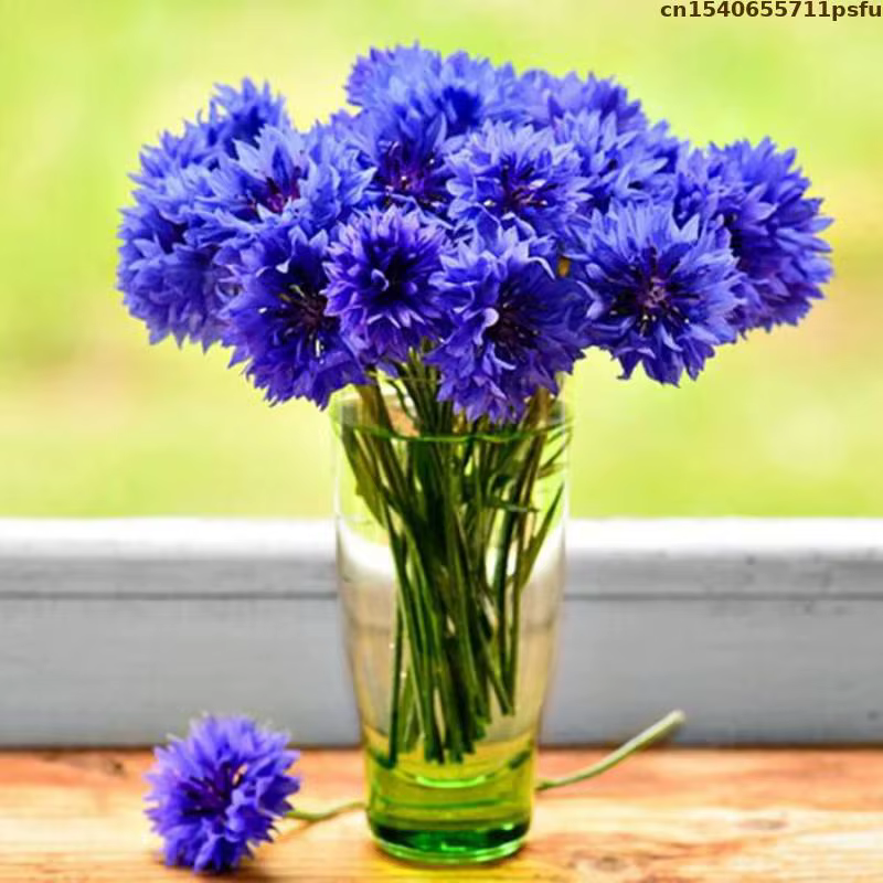 Fleurs de Bleuet vaccées Naturelles de Haute Qualité