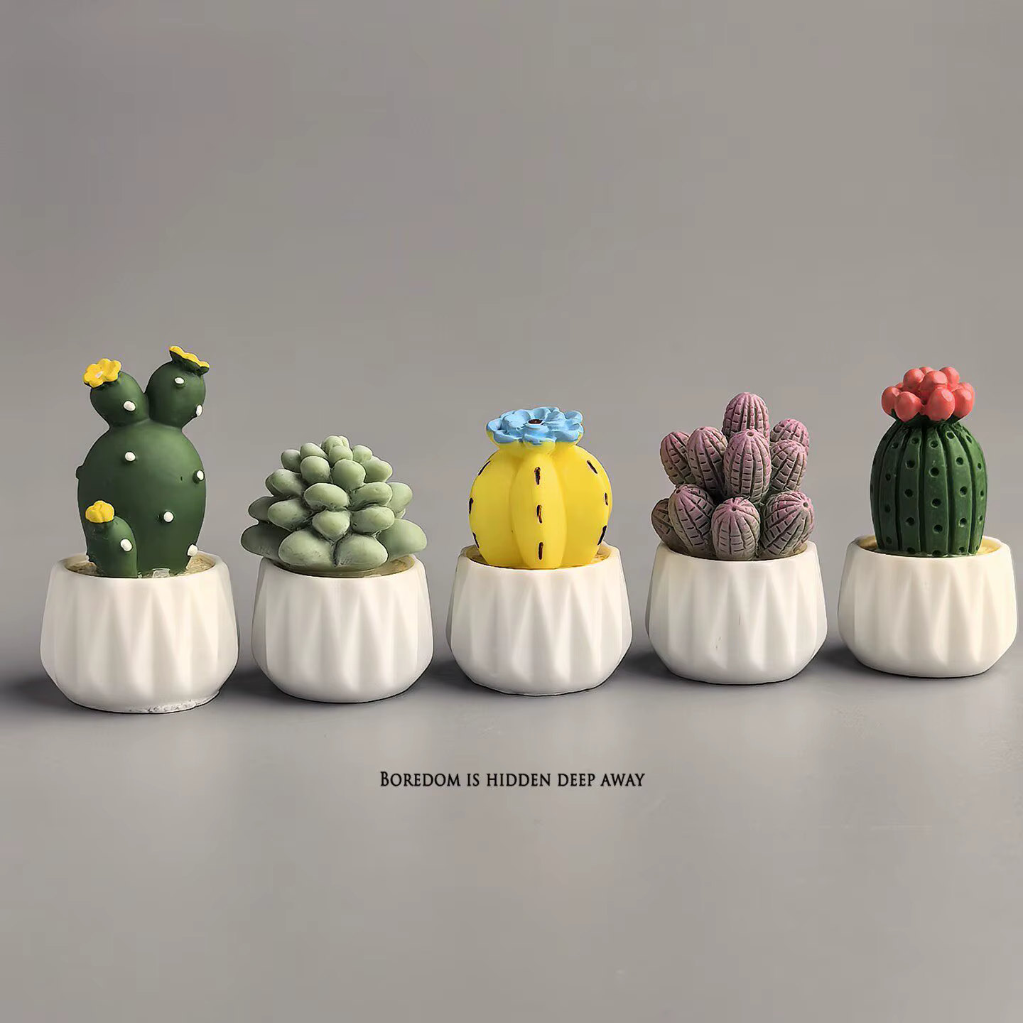 Cactus et succulentes en pot