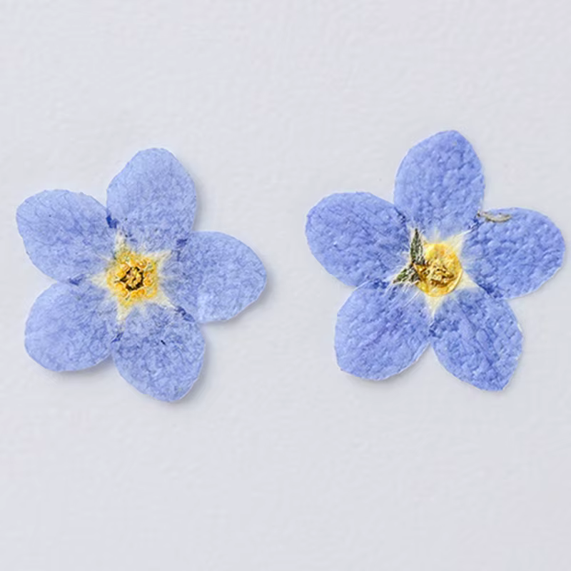 100 fleurs de myosotis
