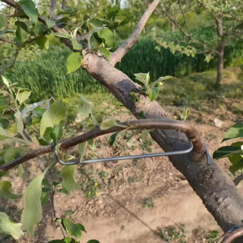 10 pièces Support de Branches d'arbre fruitier