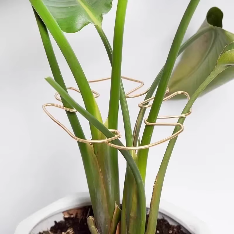Support de tige de plante à usage intérieur et extérieur