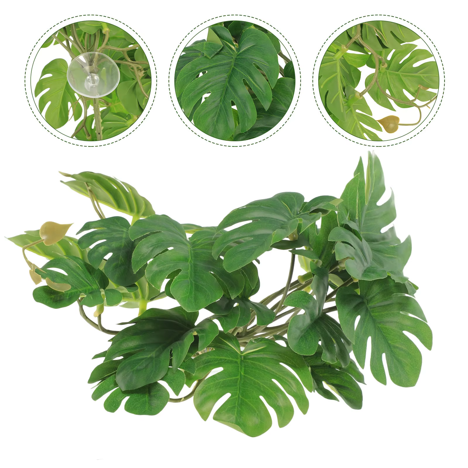 Plantes de Reptile pour Terrarium