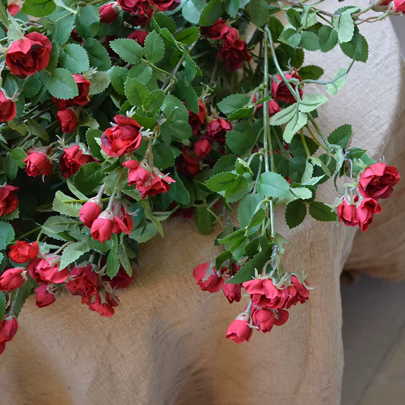 Mini Bouquet de roses, plantes