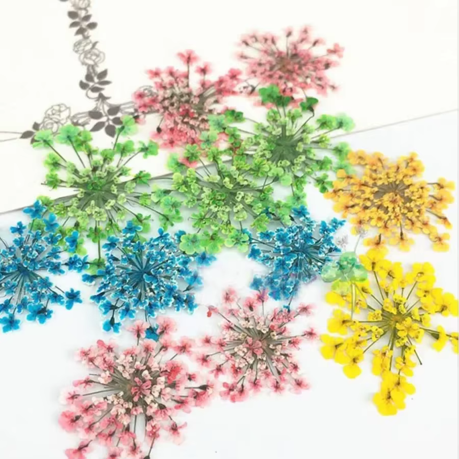 Ammi Majus – plantes à fleurs pressées et séchées