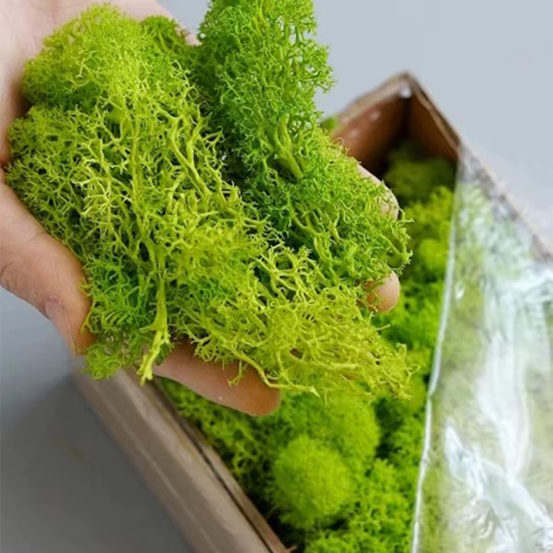 Plantes vertes artificielles Mini paysage vie éternelle mousse herbe fausse