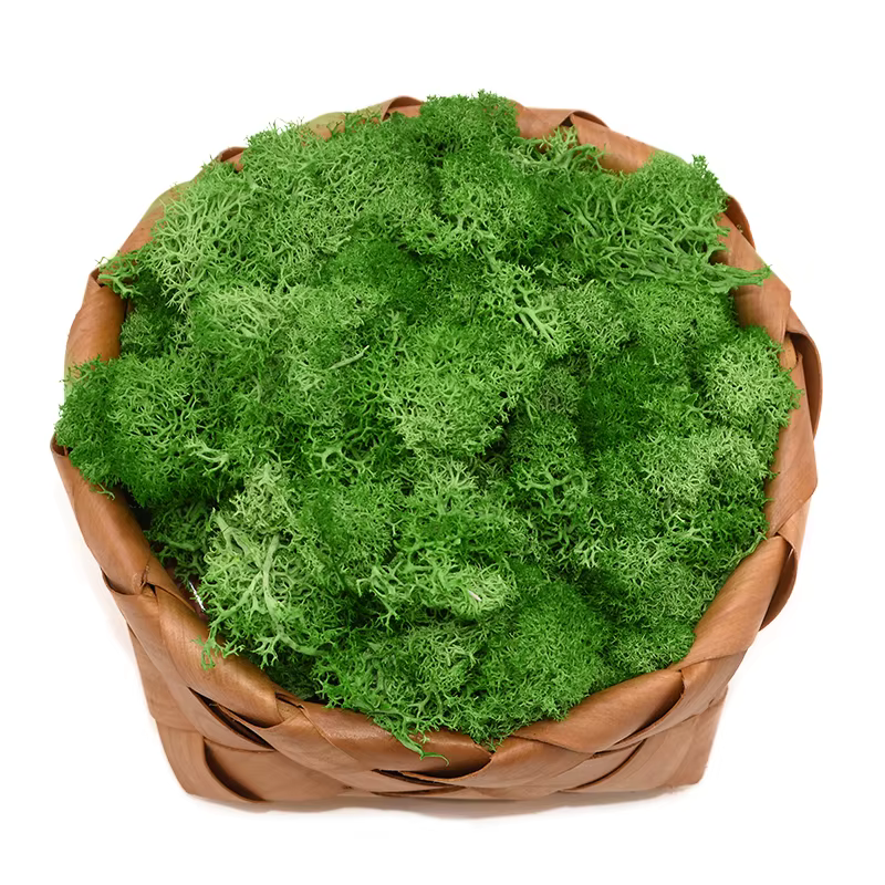 Mousse Naturelle Artificielle pour Décoration de Jardin
