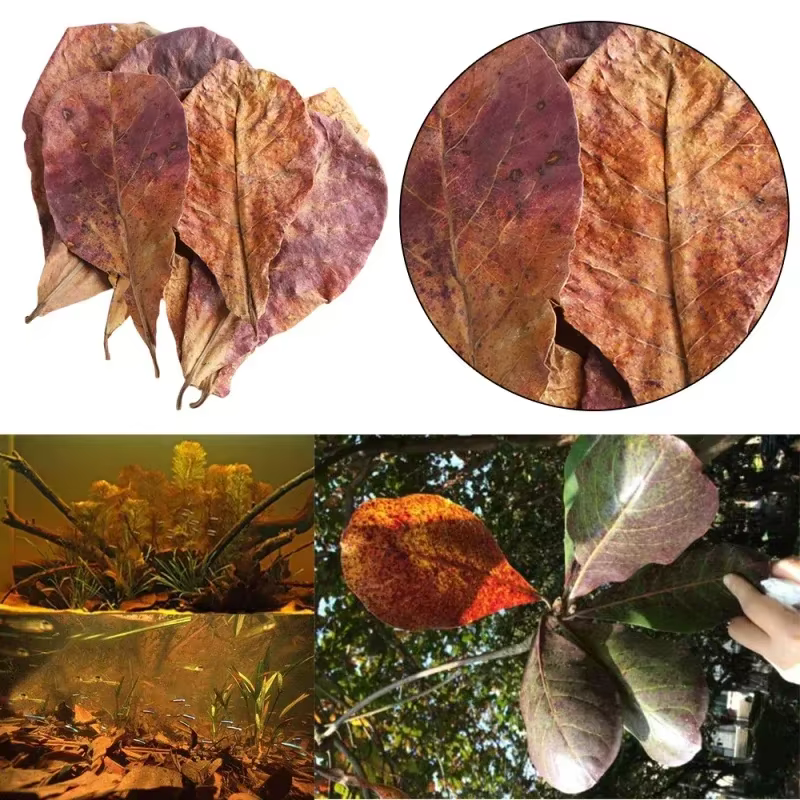 CatNordz-Feuilles naturelles politiquement pour la décoration d'aquarium