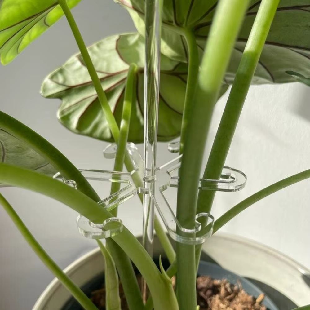 Le support de support pour plantes en acrylique fournit un support supplémentaire pour les plantes et les fleurs pour aider les cultiver
