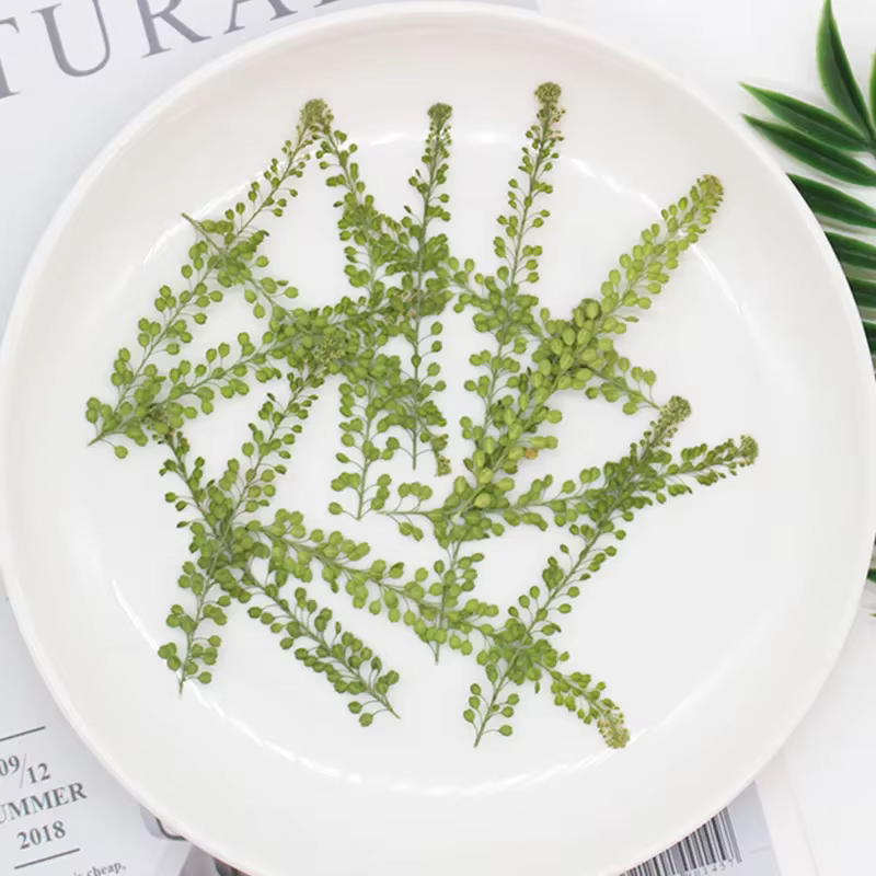 250 feuilles de Lepidium Apetalum pressées et séchées