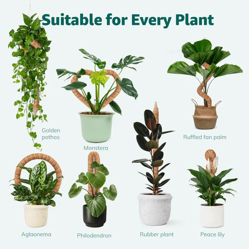 Poteau d'escalade pour plantes
