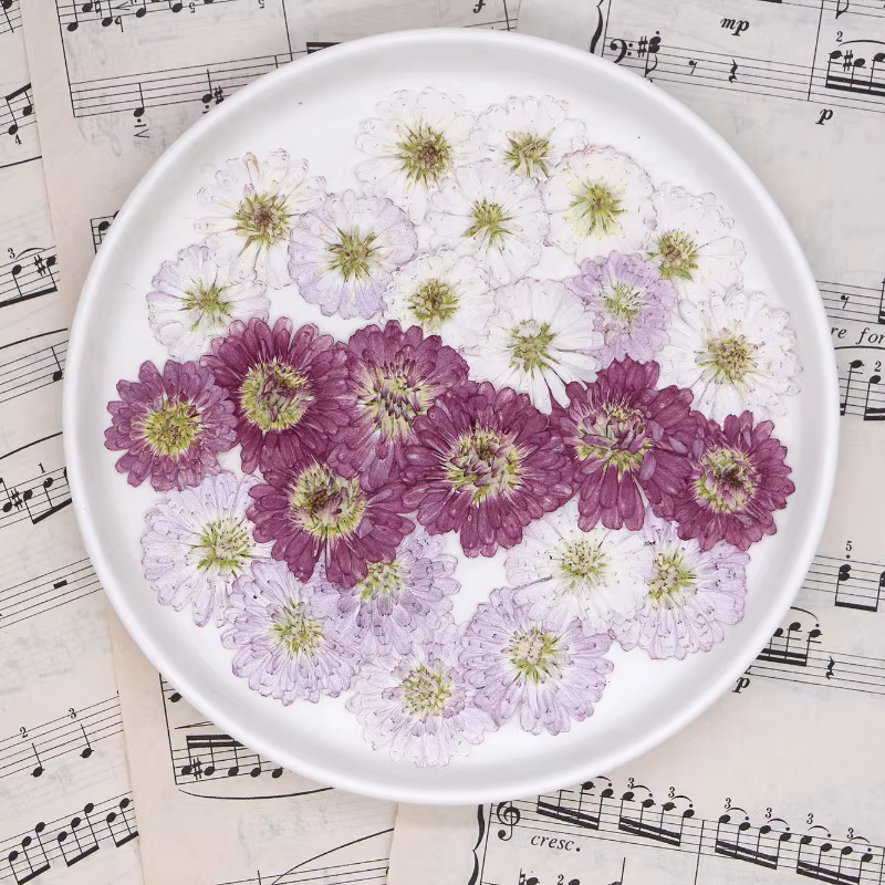 12 pièces, fleurs séchées pressées à double pétale de marguerite
