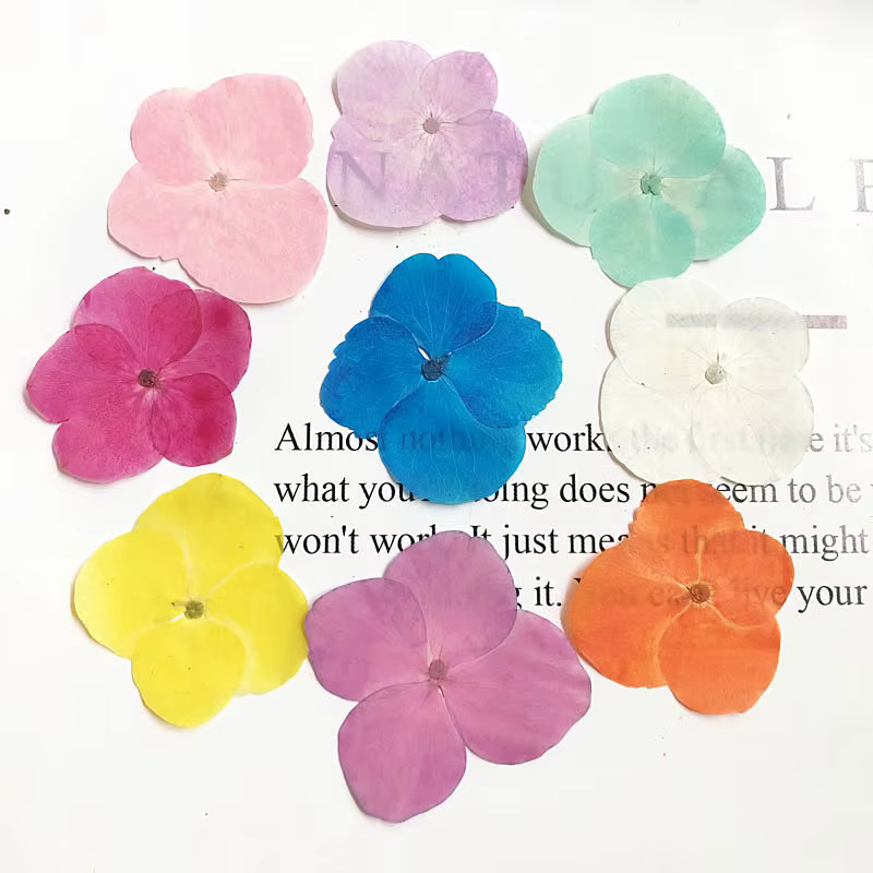 60 pièces de fleurs d'hortensia macrophylla séchées pressées