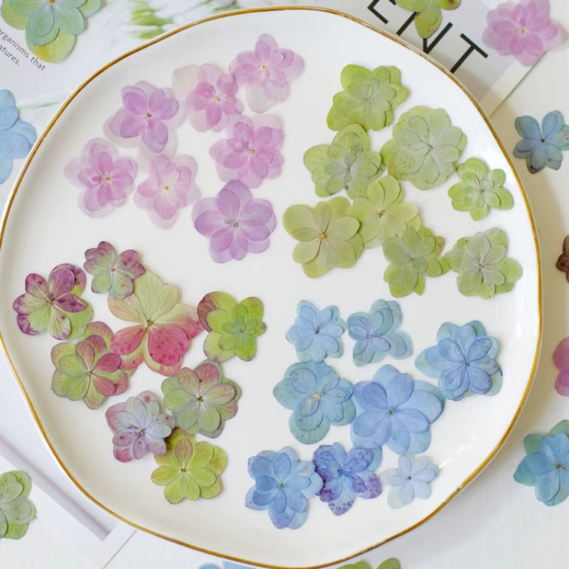 2-4cm/12 pièces, Fleurs d'hortensia pressées à double pétales